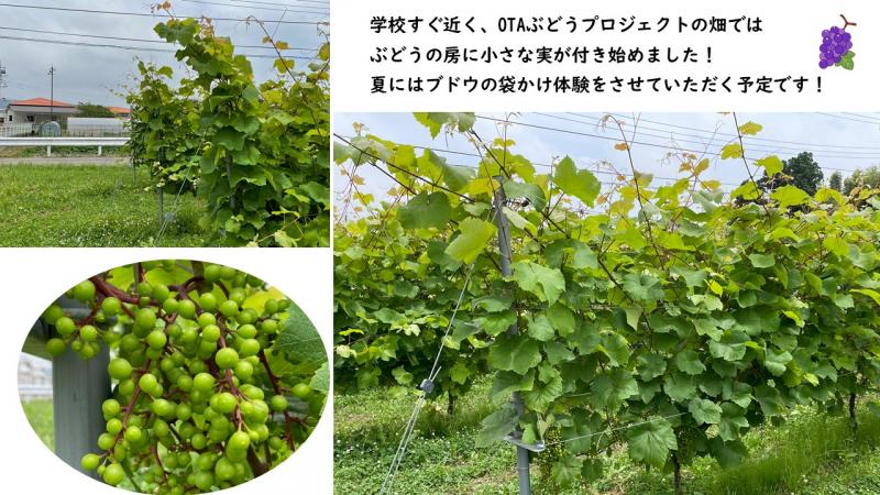 OTAぶどうプロジェクトの畑